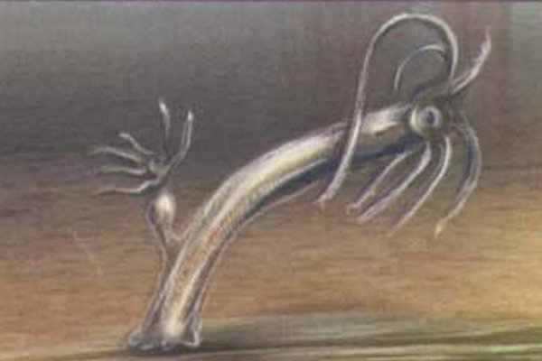 Kraken россия