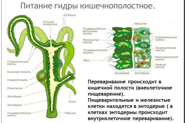 Kraken com зеркало