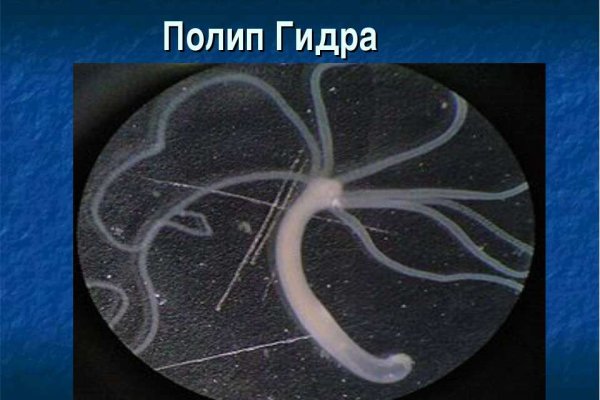 Kraken ссылка зеркало официальный