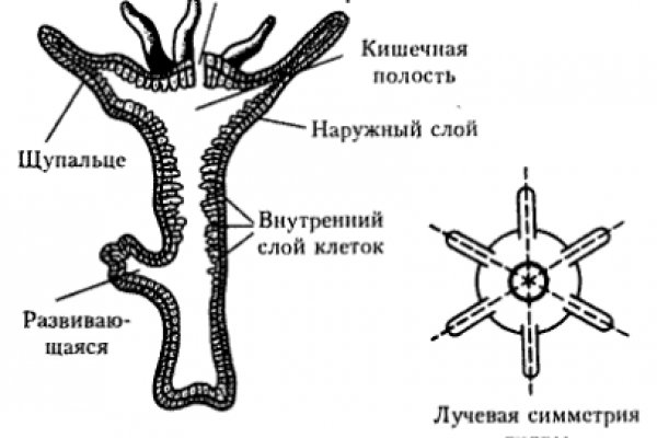 Кракен ссылка kraken dark link