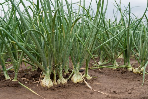 Кракен ссылка onion