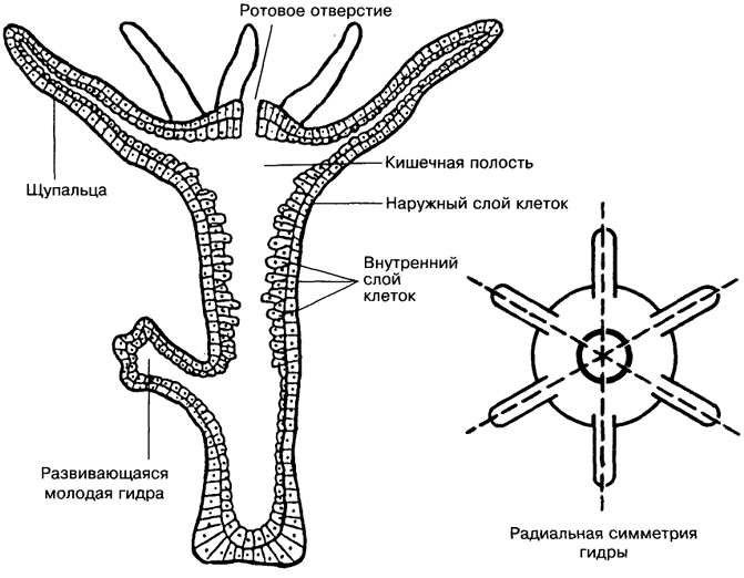 Kraken актуальное